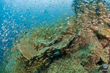 Рыбки на коралловом рифе