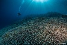 Коралловые поля