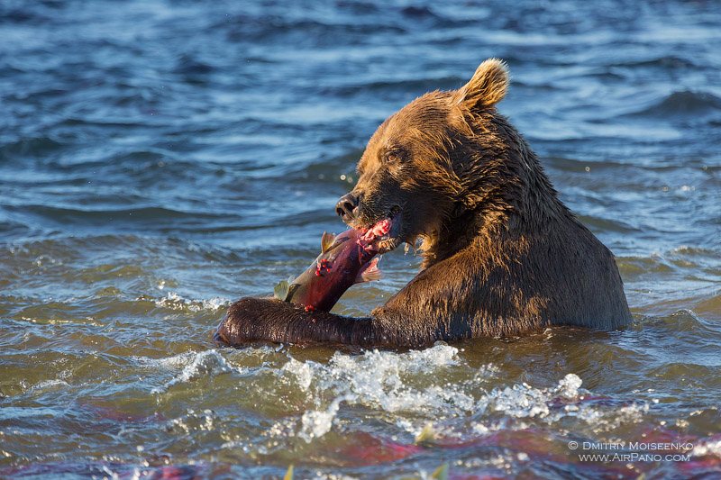 Bear with fish