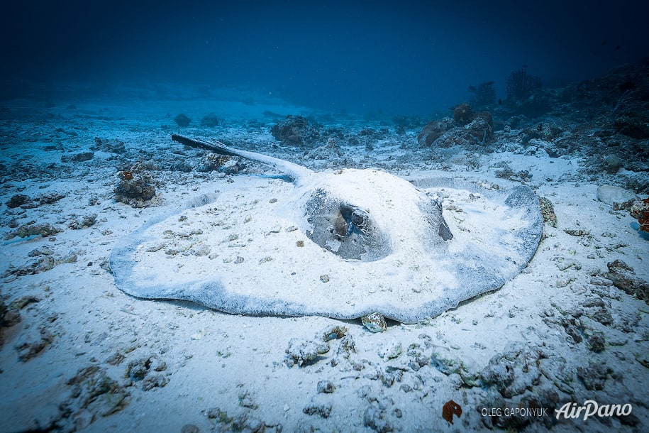 Подводная жизнь, Алимата, Мальдивы