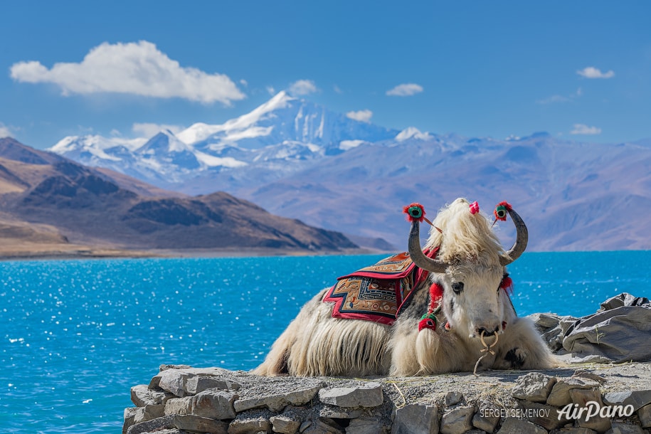 Tibetian yaks