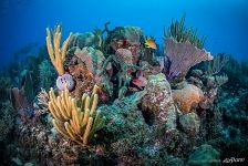 Разнообразие кораллов