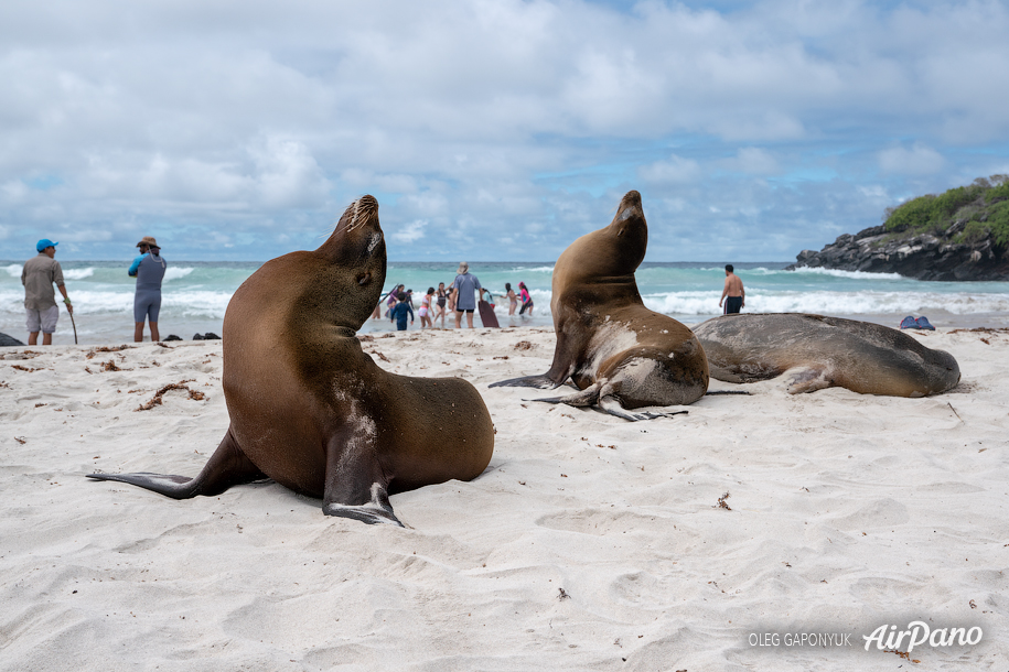 Animals of Galápagos archipelago, Ecuador