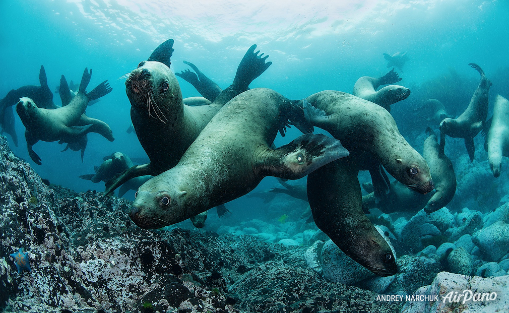 Sea Lions