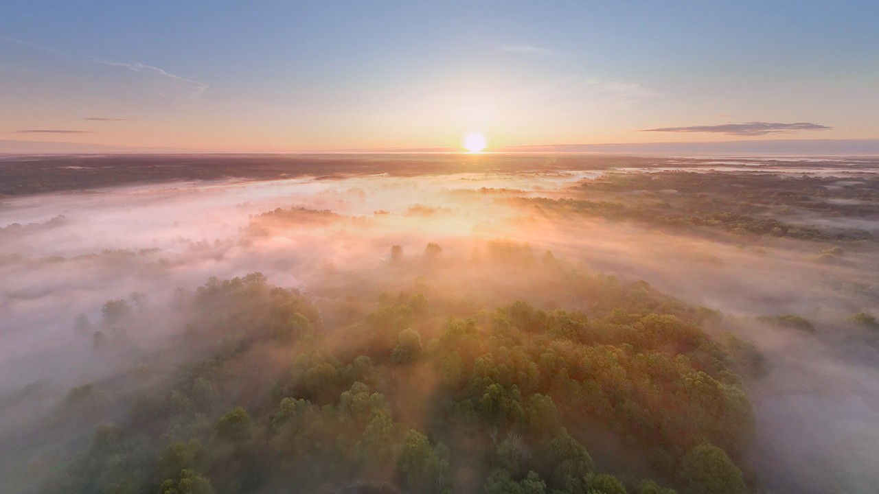 Брянский лес туманным утром. Россия