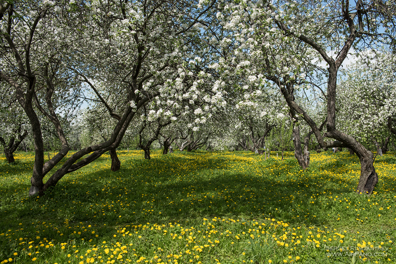 Яблоневый сад (152 фото)