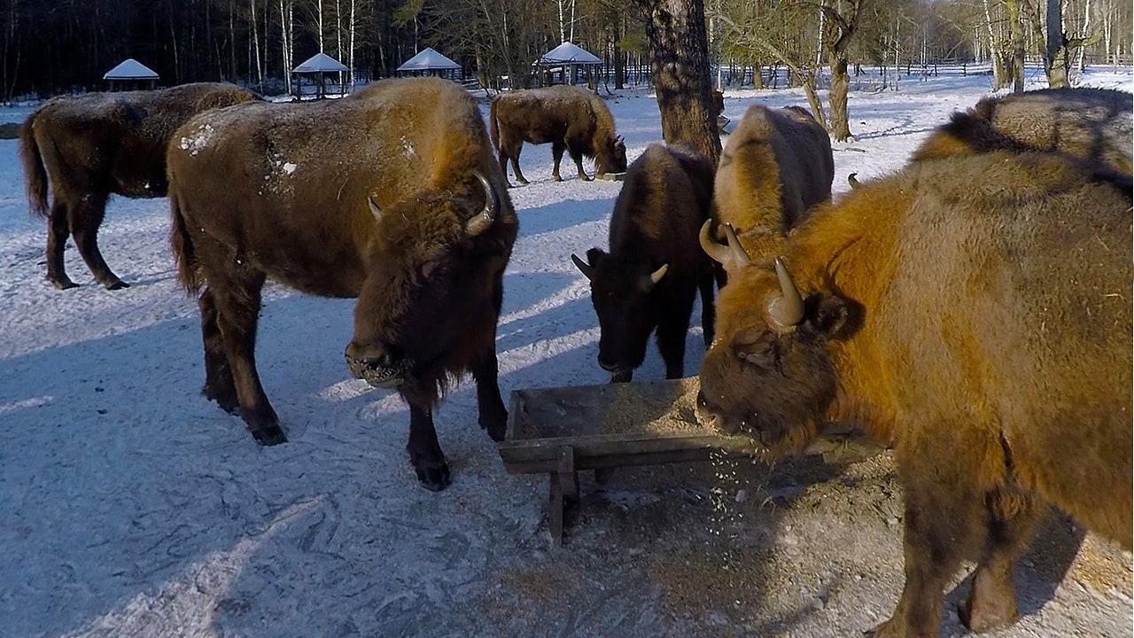 Зубры, заповедник «Брянский лес»