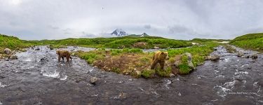 Медведи на реке Камбальная, Камчатка