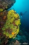 Подводный мир Галапагосских островов