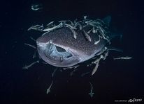 Китовая акула, Мальдивы