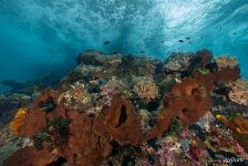 Коралловый риф и его обитатели