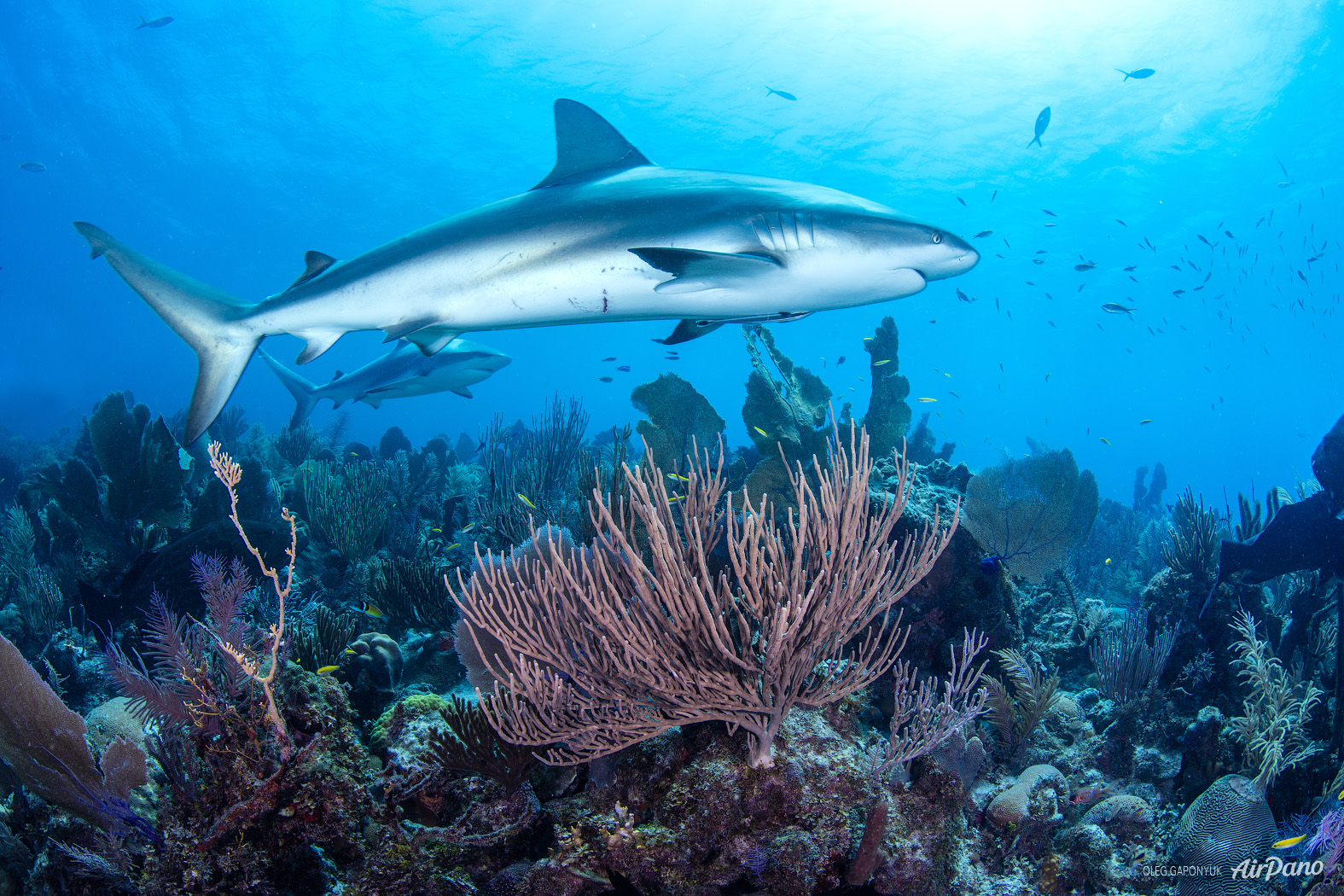 Рифовая акула в Красном море