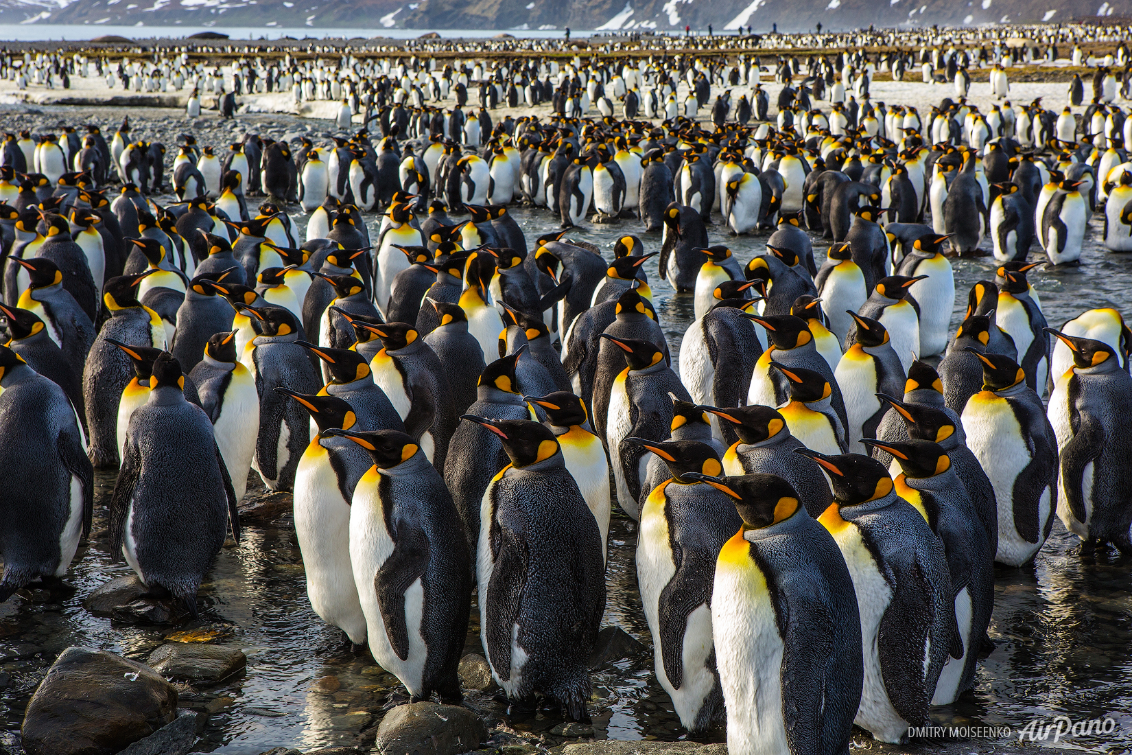 Пингвины Южная Георгия и Южные Сандвичевы острова