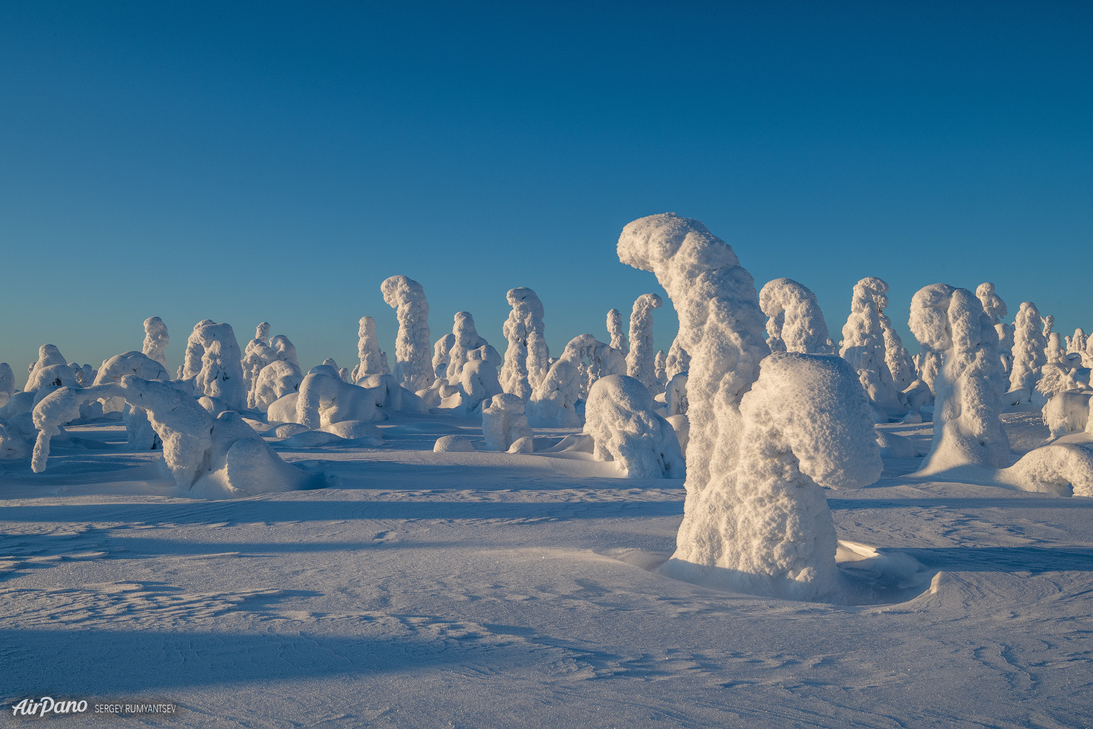 Пион сияние средь снегов фото