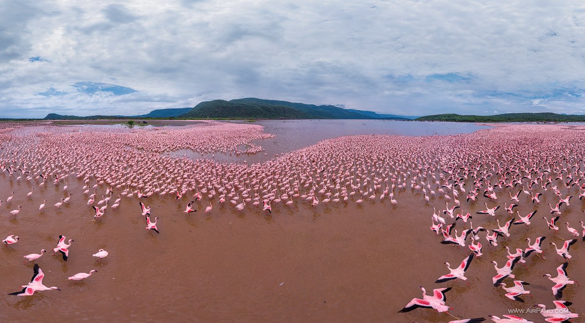 Розовый Фламинго на розовом озере