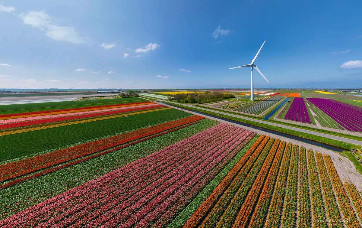 Поля Тюльпанов В Нидерландах